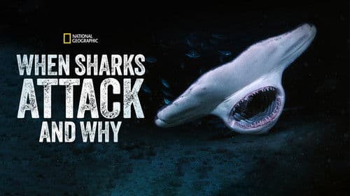 When Sharks Attack... and Why Bild 2
