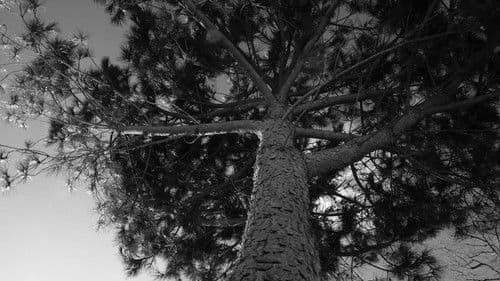 A film about nothing Bild 2