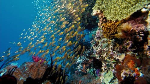 IMAX: Under The Sea 3D Bild 3