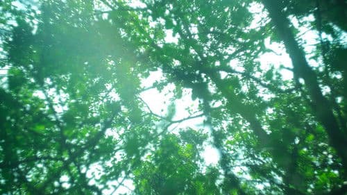 Far From the Grove Bild 1