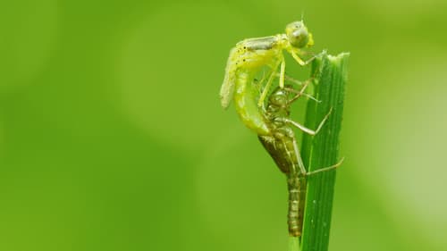 Asiens tierische Freaks Bild 8