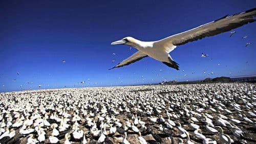 Die fantastische Reise der Vögel Bild 5