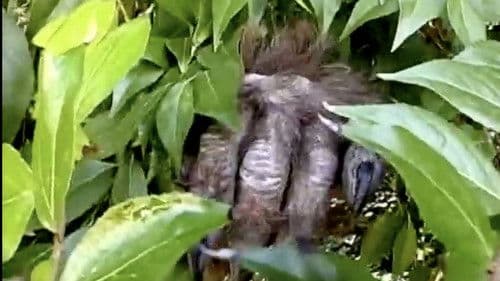 Becoming a Werewolf Bild 2