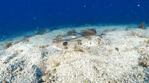Arxipèlag blau Bild 2