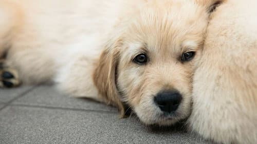Puppy School for Guide Dogs Bild 1