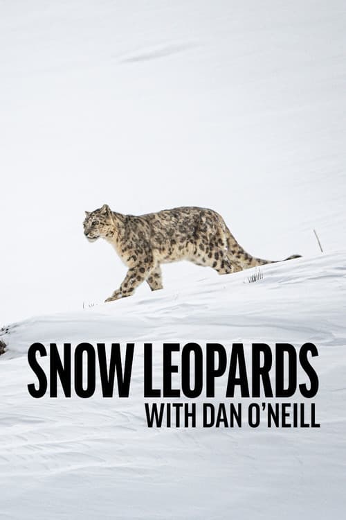 Snow Leopards with Dan O'Neill