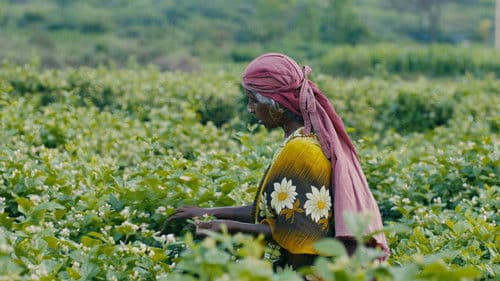 Inside The Dream: Dior Bild 2