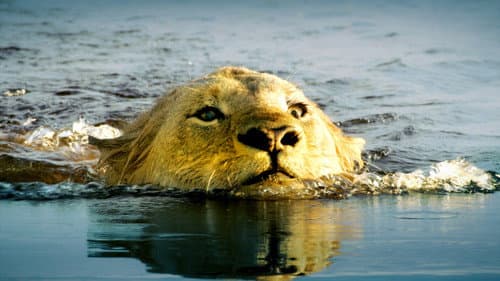 Die Flut - Okavango unter Wasser Bild 1