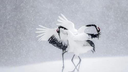 Vincent Munier, éternel émerveillé Bild 2