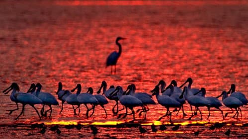 守護黑面琵鷺 Bild 3