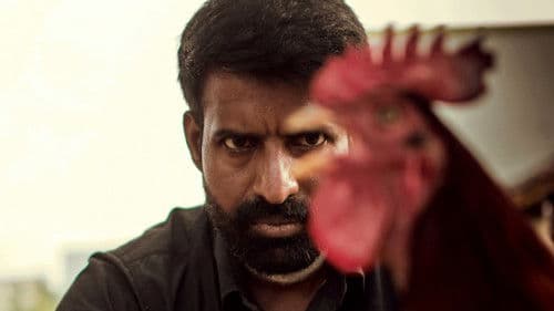 கொட்டுக்காளி Bild 1