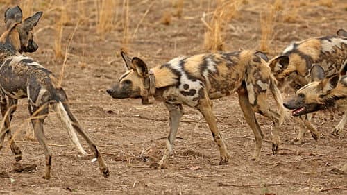 Wild Dogs: Running with the Pack Bild 4