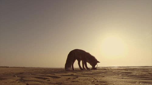 Wildes Venedig Bild 5