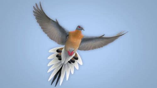 From Billions to None: The Passenger Pigeon's Flight to Extinction Bild 1