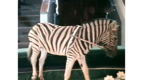 Украли зебру Bild 4