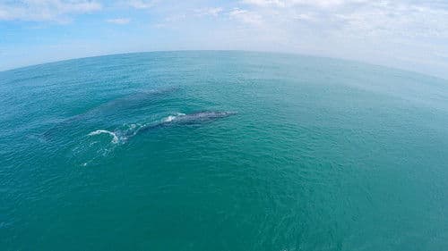 Der wilde Pazifik - Die Schönheit des Lebens Bild 4