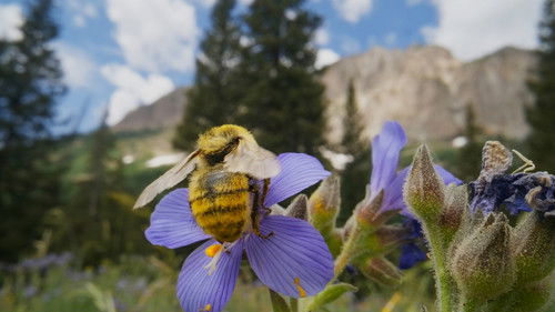 Insekten - Die heimlichen Herrscher Bild 1