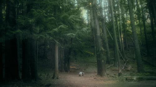 Tortoise & Hare Bild 2