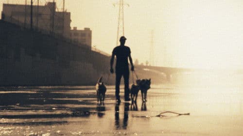 Zweite Chance für Hunde Bild 4