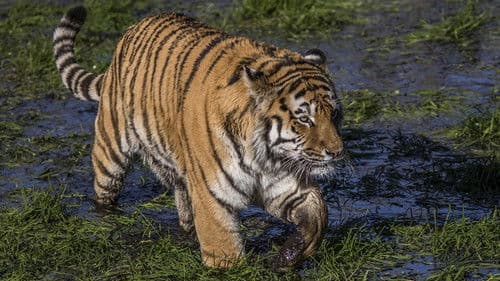 Tiger der Sümpfe Bild 1