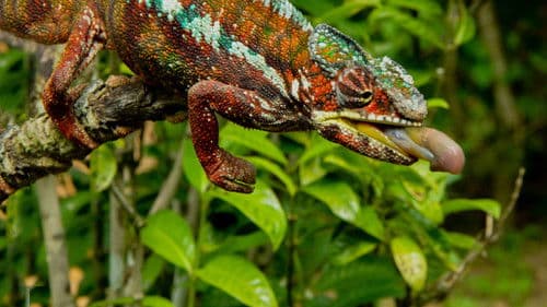 Madagascar's Weirdest Bild 5