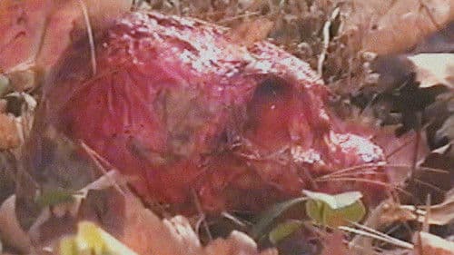 Bonkey: The Mutated Bild 3