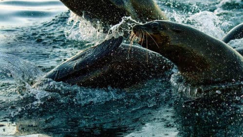 Predator Fail Bild 4