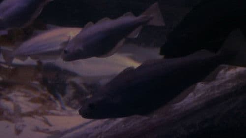 Will Wants To Be A Giant Octopus Bild 4