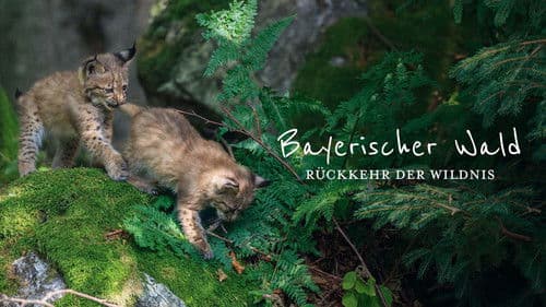 Der wilde Wald Bild 7