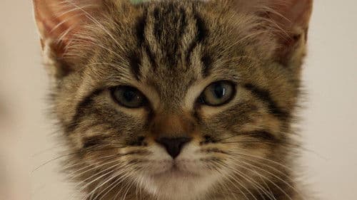 Lou - Abenteuer auf Samtpfoten Bild 7