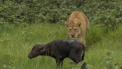 Big Cat Odyssey: Revealed Bild 4