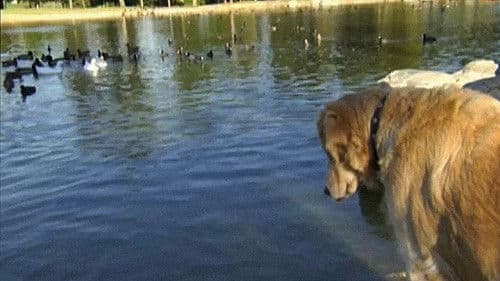 Love on a Leash Bild 2