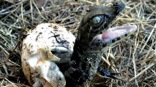 Río de Pájaros Pintados Bild 1