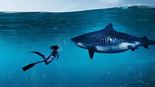 World's Biggest Tiger Shark Bild 1