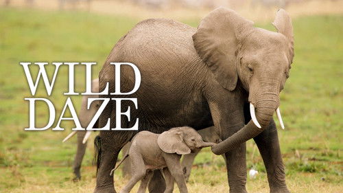 Wild Daze Bild 1