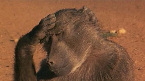 Die lustige Welt der Tiere Bild 4