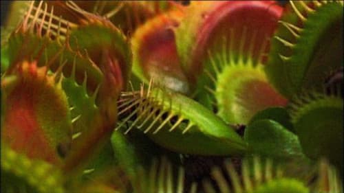 What Plants Talk About Bild 1