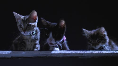 Golden Winter 2 - Die Katzen sind los Bild 4