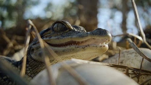 Nightmares of Nature Bild 2