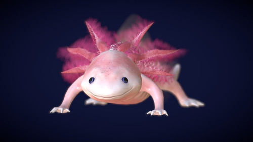 Axolotl, la salamandre miraculeuse Bild 1
