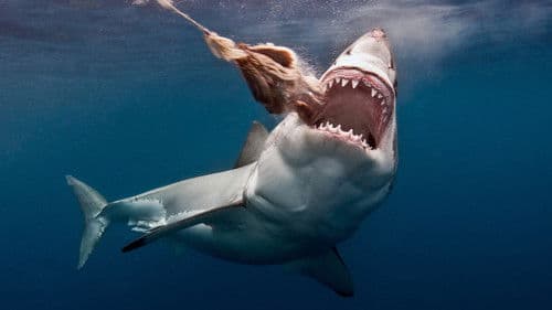 The Search for the Ocean's Super Predator Bild 7