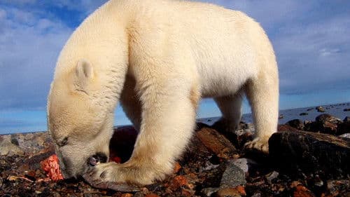 Polar Bears: Ice Bear Bild 8