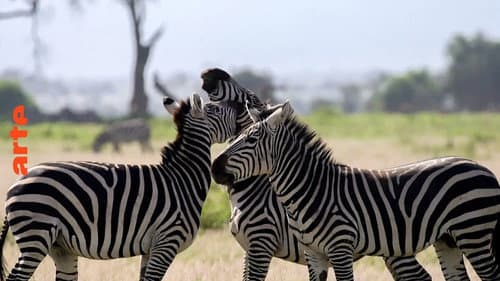 Les réseaux sociaux des animaux Bild 2