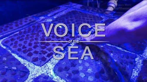 Voice of the Sea Bild 1