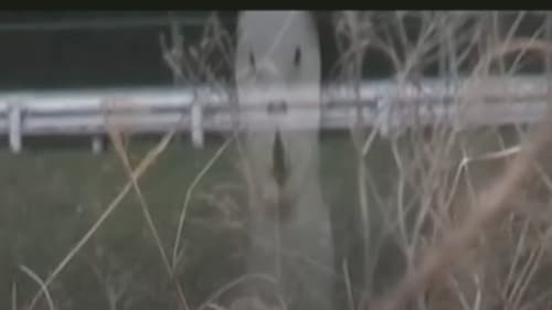 呪われた心霊動画 XXX 7 Bild 1