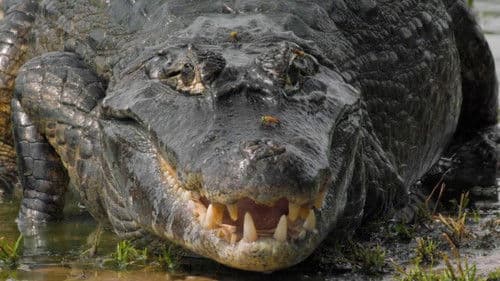 Le lac rebelle du Pantanal Bild 1