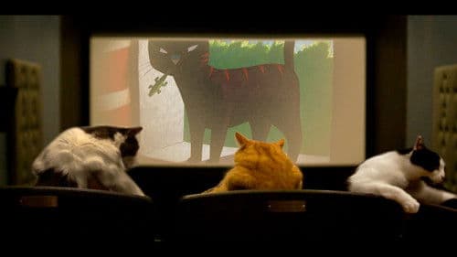 Quarantine Cat Film Festival Bild 2