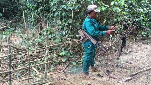 Silent Forests Bild 5