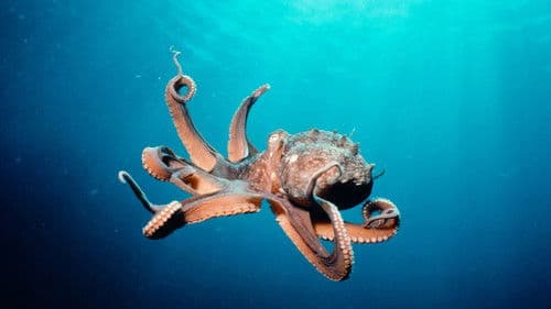 Wunder der Tiefe Bild 3