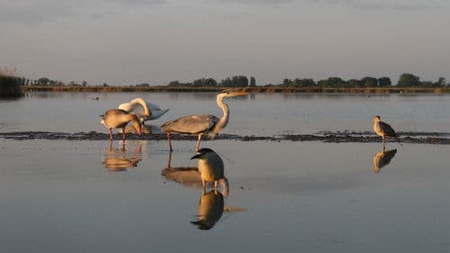 A Láthatatlan Madárfotós Bild 2